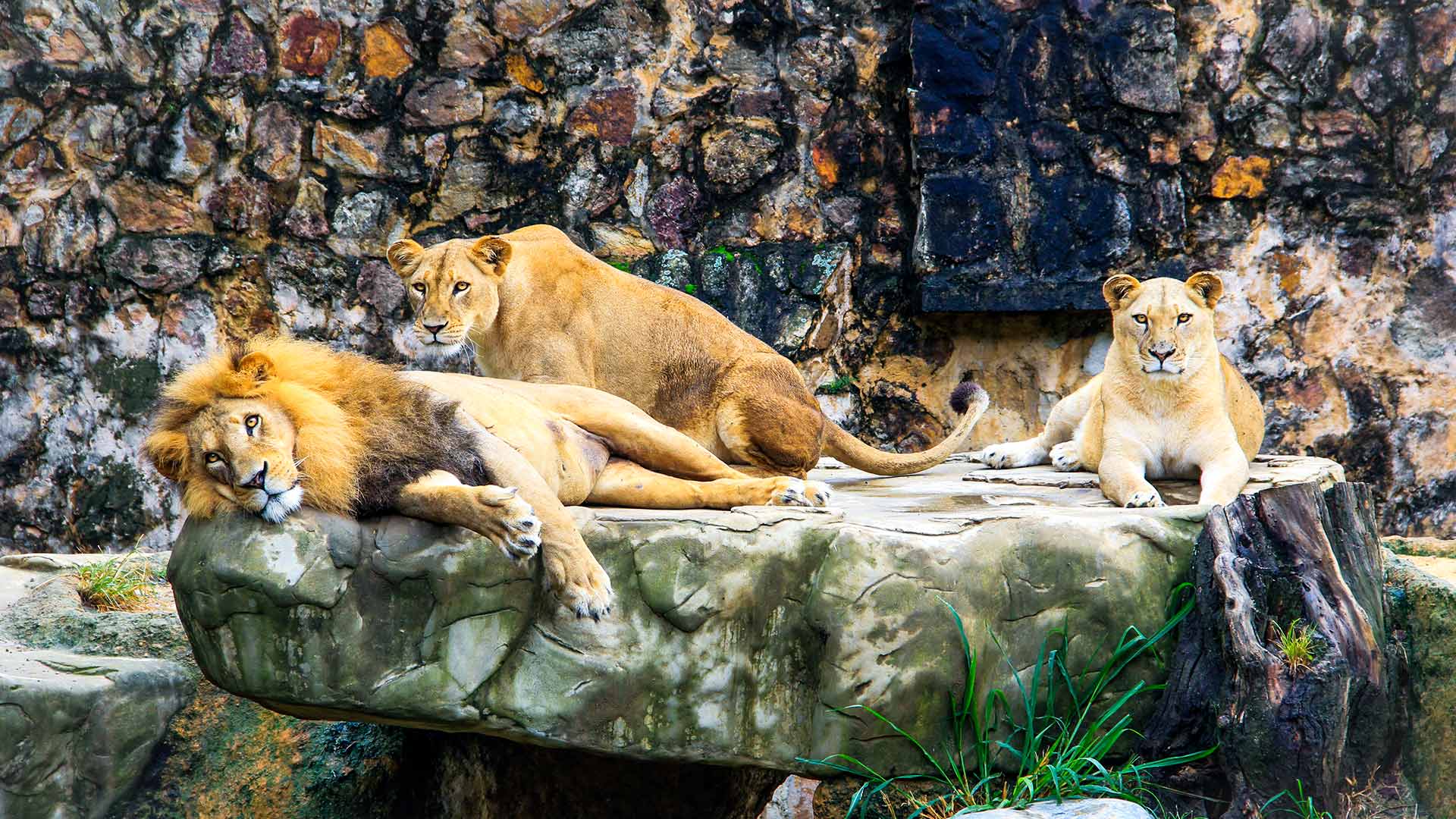 zoo safari de peaugres animaux