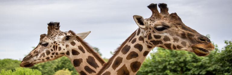 Wow Safari Peaugres : 800 animaux à observer en Ardèche
