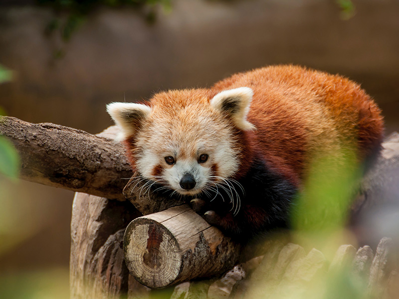 zoo de peaugres