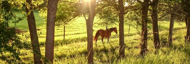 balades a cheval dans la drome
